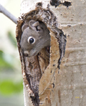Baby Pine Squirrel